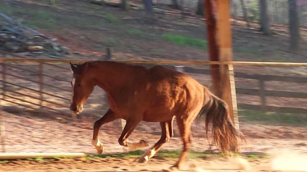 /Images/uploads/Save the horses/sthcalendar2018/entries/6174thumb.jpg